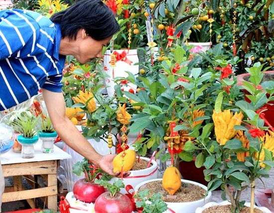 Ornamental plants at a shop in Thanh Thai Street, District 10 (Photo: SGGP)